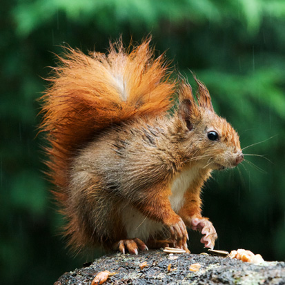 British Wildlife Centre tweet media