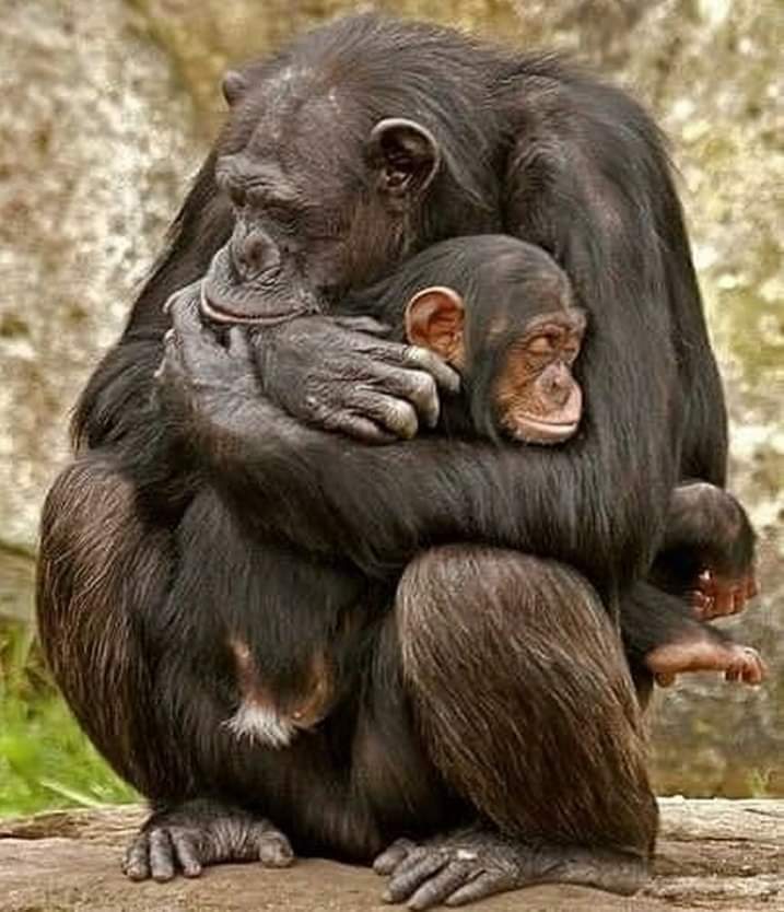 _hello_univers's tweet photo. #love #care #animals #animalstwitteraccount https://t.co/be0R7EDAlY