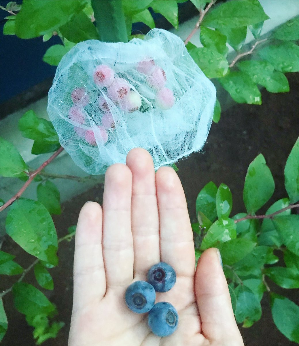 ট ইট র R2 Ltg12 4年生やけど 少しだけ実をつけさせてみた まだこれから色が変わって熟していくよ 収穫が楽しみ ブルーベリーの木 ブルーベリー栽培 収穫