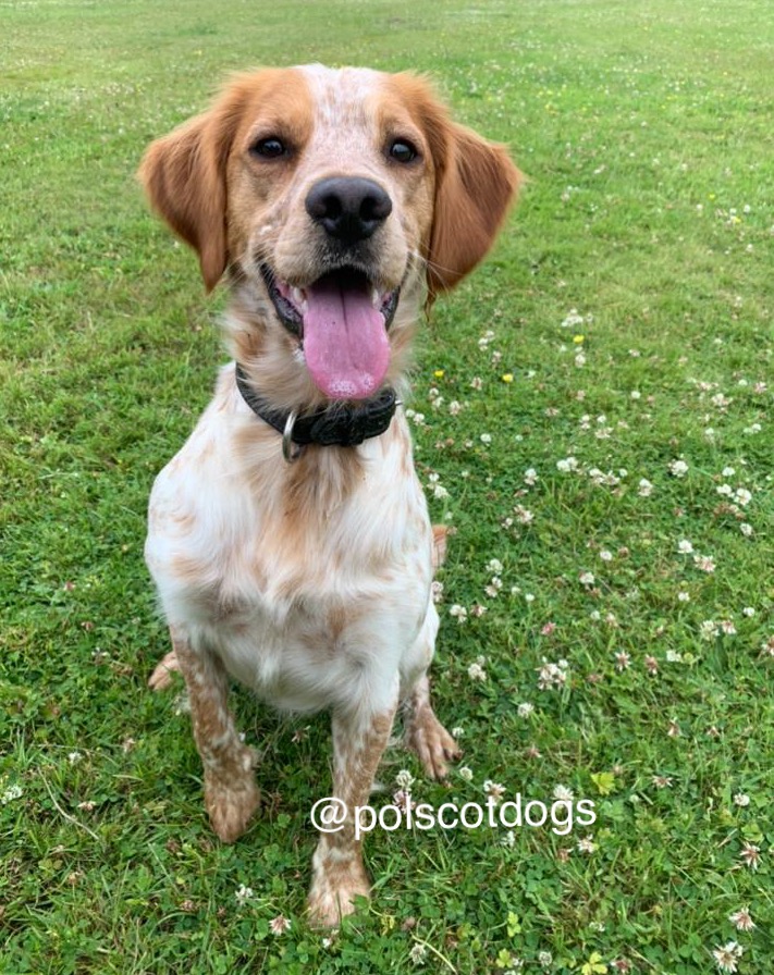 PSOSDogs's tweet photo. Big well done to #PDDexter who after recently completing his course has went onto find his first Drugs stash! A large quantity of Class A is now off the street. #TheNoseKnows #TopDog #HappyHandler #KeepingPeopleSafe ๐พ๐ด๓ ง๓ ข๓ ณ๓ ฃ๓ ด๓ ฟ https://t.co/gSMoIGAA4b