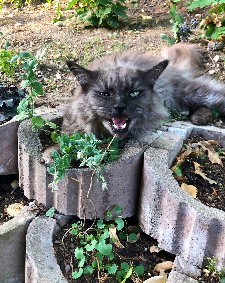 _schwarzeKatze's tweet photo. Katzenminze 🤣 https://t.co/TfDqHQV2Vj
