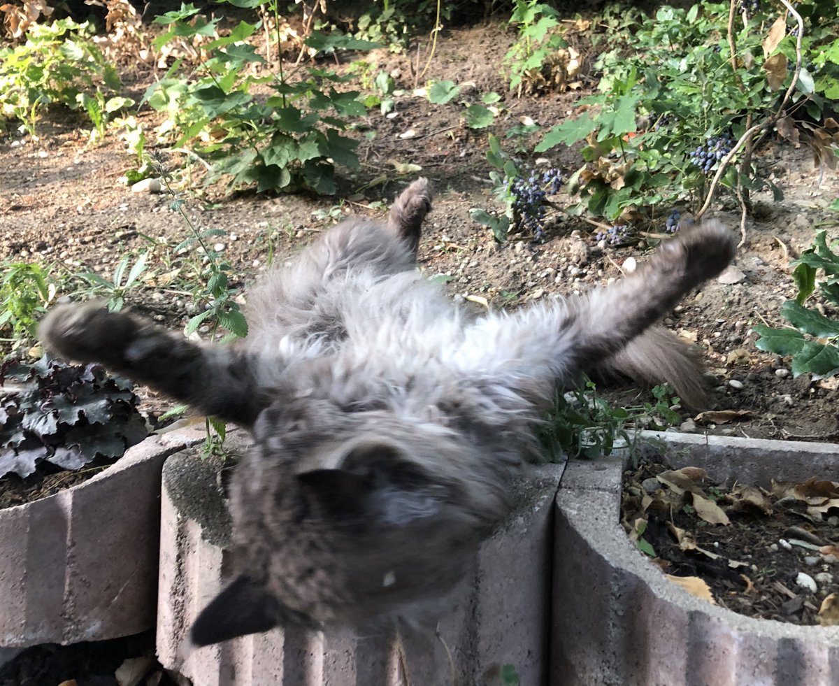 _schwarzeKatze's tweet photo. Katzenminze 🤣 https://t.co/TfDqHQV2Vj