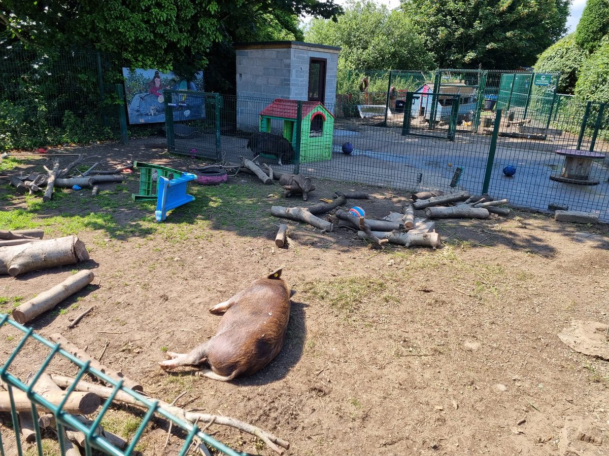 Some of the perks from being down @HomesFarm talking to <a href="/BradyPauline/">Pauline Brady</a> about future training.