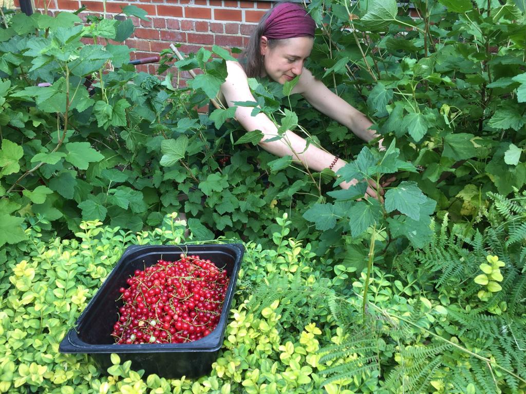 HeeleyCityFarm's tweet photo. More food growing pictures from around the sites
Lettuce, cabbages growing at our Dover Court site
Volunteers harvesting fava beans and redcurrents at Meersbrook Walled Garden
#gardening #foodgrowing #lettuce #cabbage #redcurrents #favabeans #gleadless #hcf https://t.co/FbFF3vgYxQ