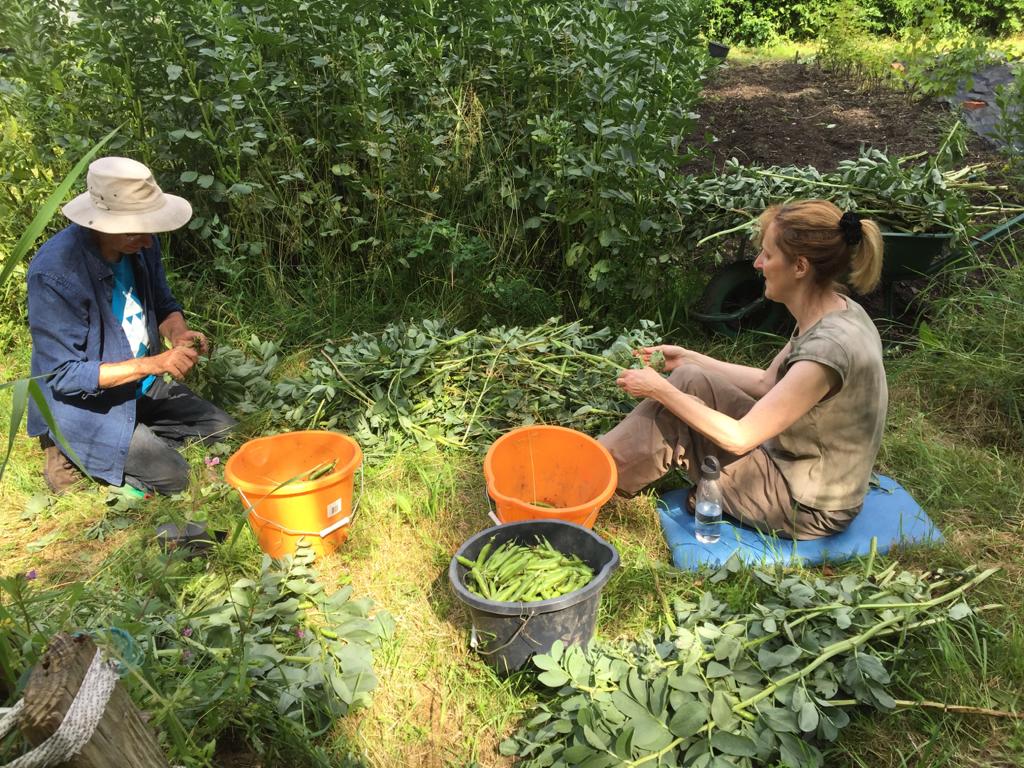 HeeleyCityFarm's tweet photo. More food growing pictures from around the sites
Lettuce, cabbages growing at our Dover Court site
Volunteers harvesting fava beans and redcurrents at Meersbrook Walled Garden
#gardening #foodgrowing #lettuce #cabbage #redcurrents #favabeans #gleadless #hcf https://t.co/FbFF3vgYxQ
