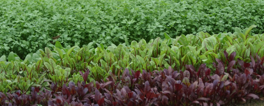 Two new factsheets from Greenresilient reveal the secrets of growing vegetables in the winter. <a href="/green_resilient/">Greenresilient</a>  projects.au.dk/coreorganiccof