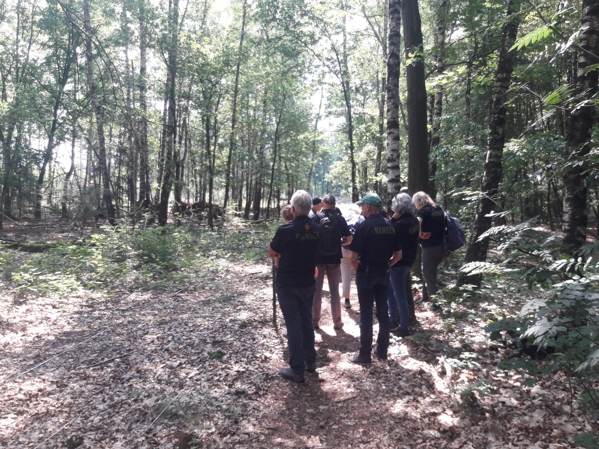 Vandaag trainingsdag in de Maashorst voor alle vrijwilligers. Een mooie zomerdag, met een goede sfeer en de kudde ligt mooi in beeld!  <a href="/FREE_Nature/">FREE Nature</a> <a href="/DeMaashorst/">Bezoek de Maashorst</a>
