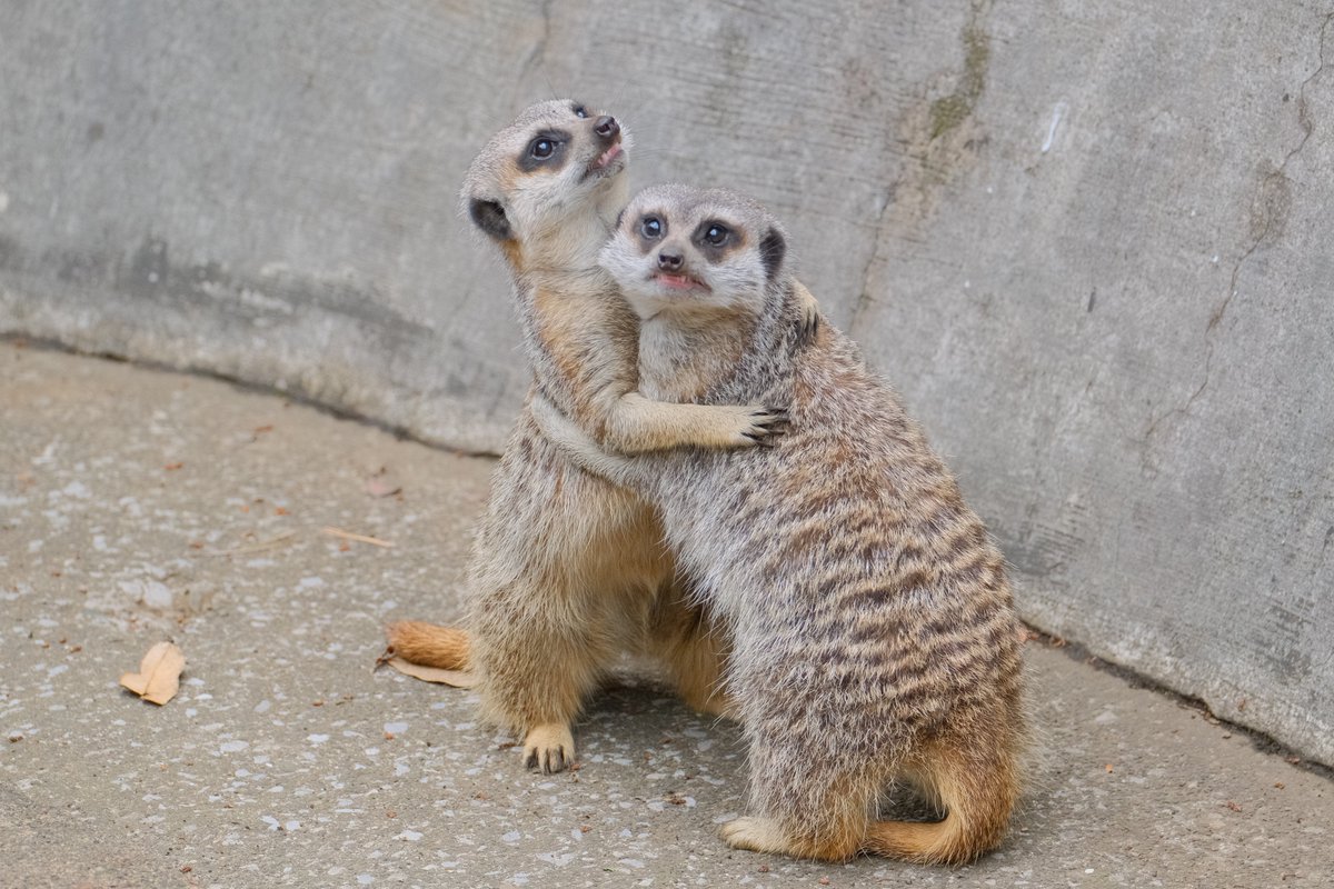 親近感がわきすぎる 取っ組み合い中にカラスの気配を感じたミーアキャットが可愛すぎる Togetter