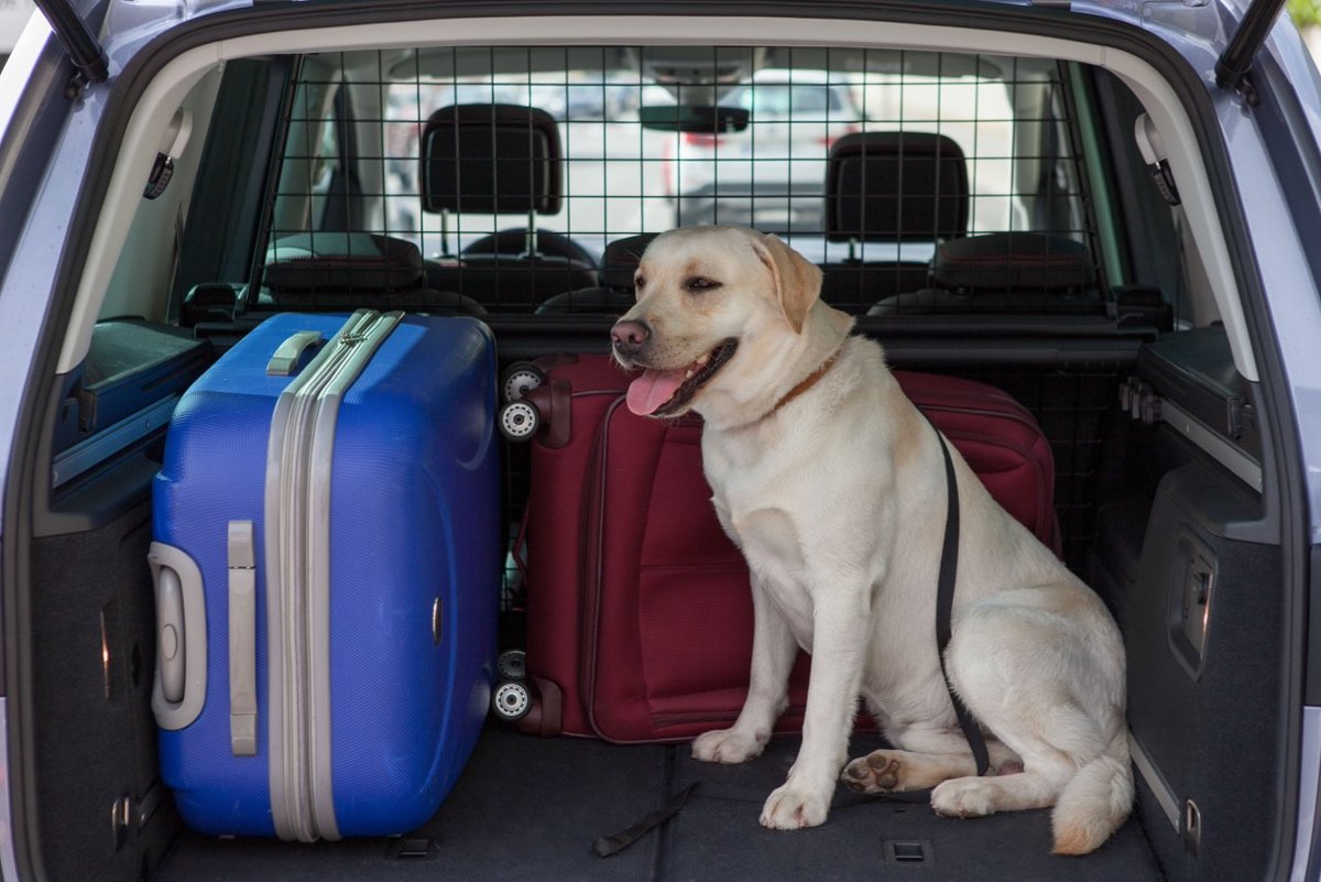 Viajar con #mascotas en un coche durante cientos de kilómetros y varias horas tiene su complejidad ¿Necesitas algunos #consejos? vía <a href="/coches/">Coches.com</a> 👇
noticias.coches.com/consejos/diez-…
#SeguridadVial #mantenimiento #averias #GarantiasMecanicas #FelizFinde #viajar #ViajesMásSeguros