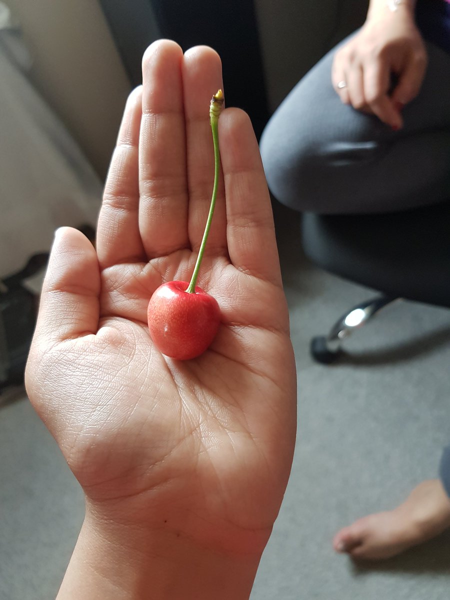 RealNihit's tweet photo. Me and @RevatiKaattil picked this cherry or plum today. Before today, we argued whether it was a cherry or a plum.  We agreed that it was a bit of both. Can you clarify what type of fruit this is?

#Cherries @RevatiKaattil https://t.co/D0O7JpaZsH