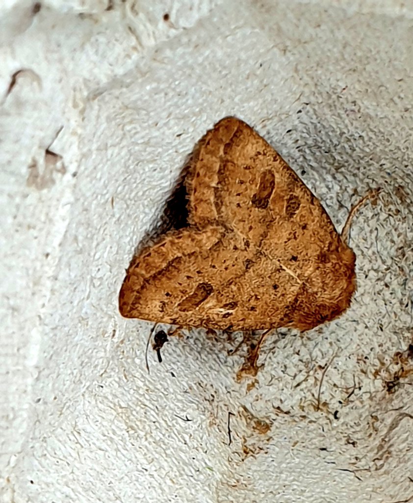 FranciscaSconce's tweet photo. Some moth friends from the trap overnight. #teammoth #mothsmatter #wildputney #insects #entomology https://t.co/i5i9cM7SMT
