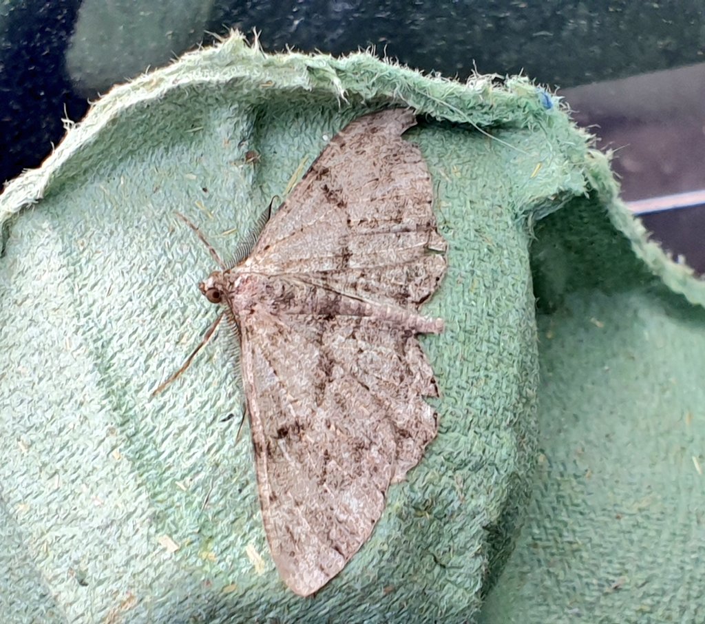 FranciscaSconce's tweet photo. Some moth friends from the trap overnight. #teammoth #mothsmatter #wildputney #insects #entomology https://t.co/i5i9cM7SMT