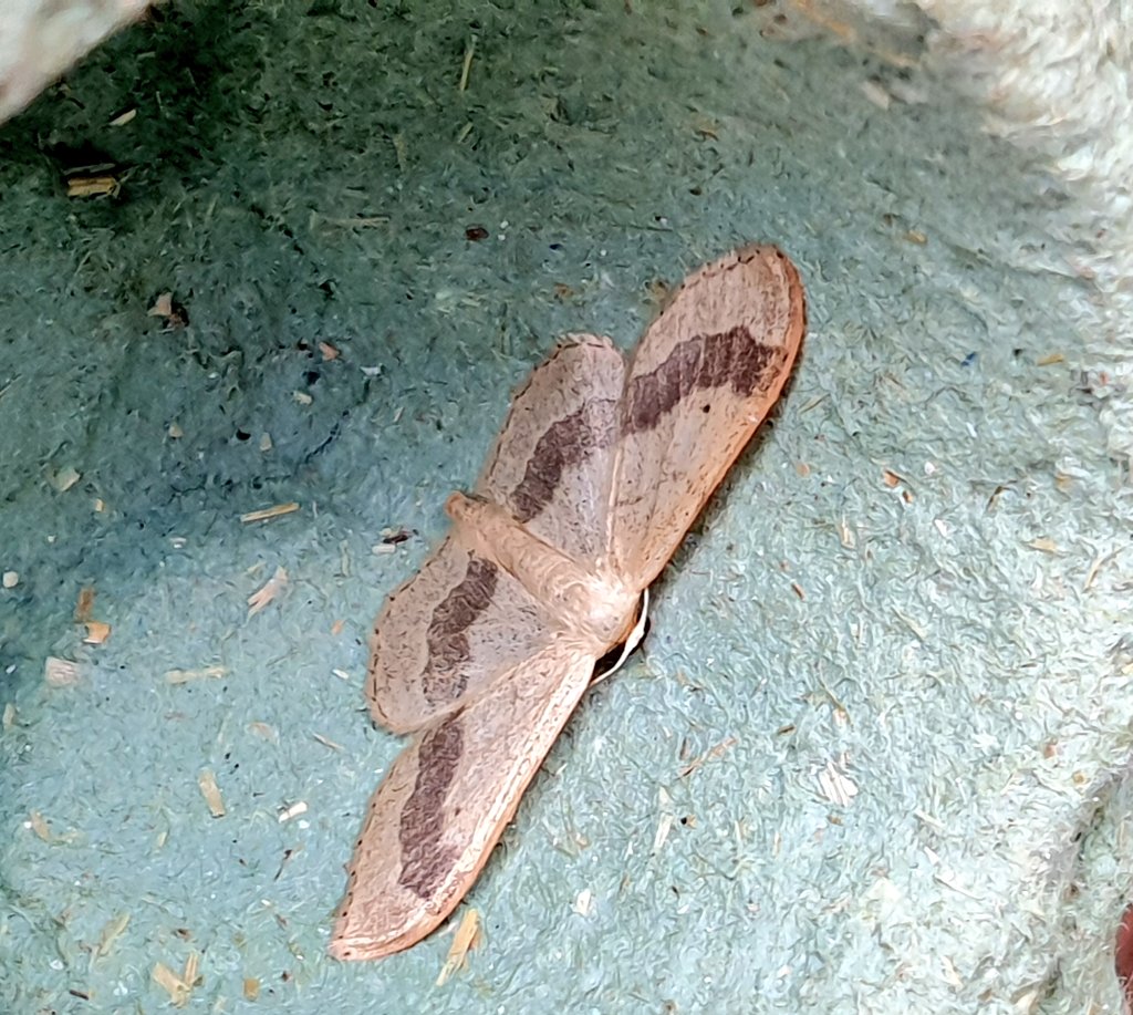 Some moth friends from the trap overnight. #teammoth #mothsmatter #wildputney #insects #entomology