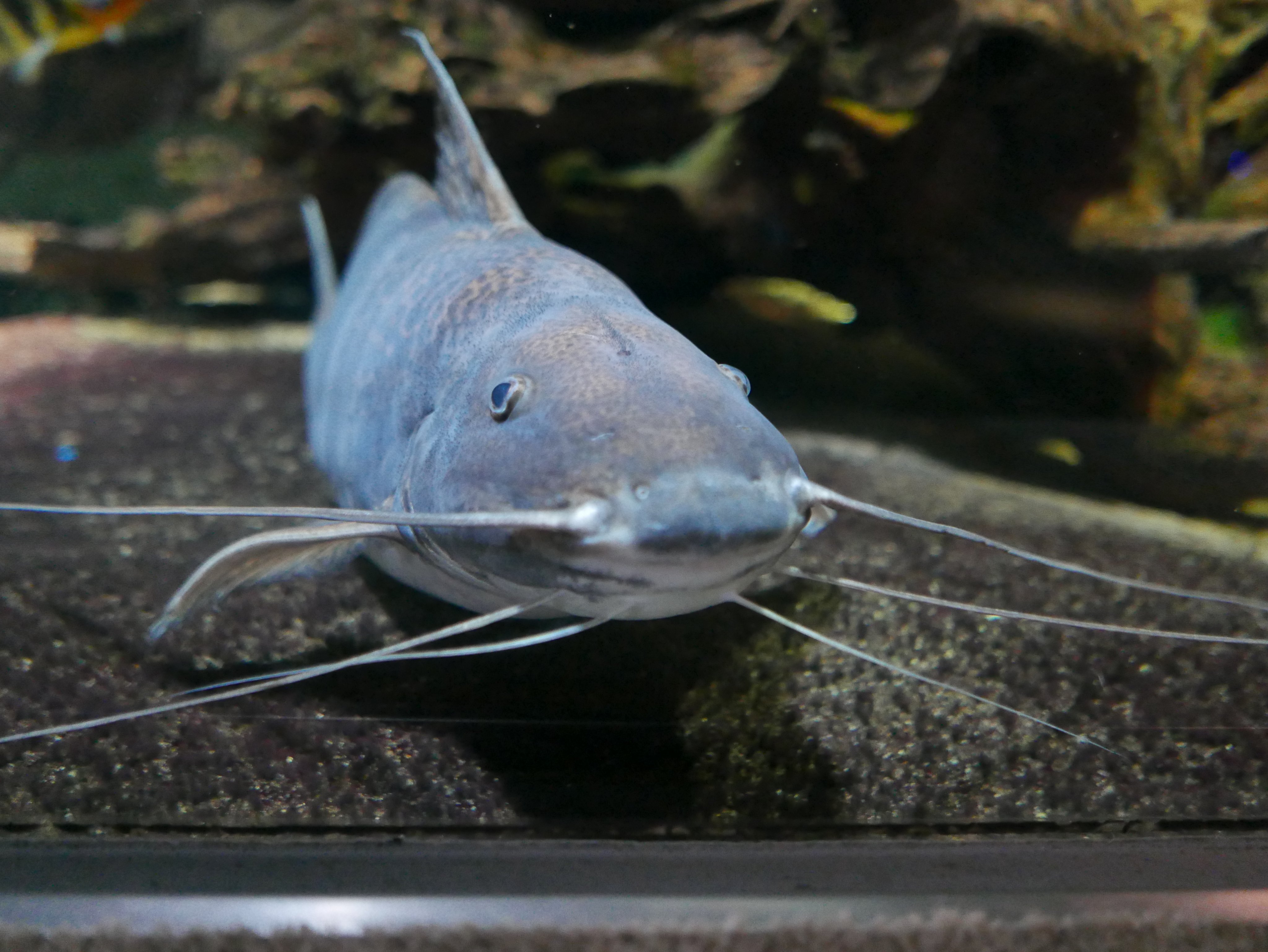 いまかわたまき 水族館散歩 池袋 そのじゅう あの海月天井って上手に撮れる構図はどんな 21 07 09 サンシャイン水族館 クラゲ 海月空感 T Co 3vdwpvpwbe Twitter
