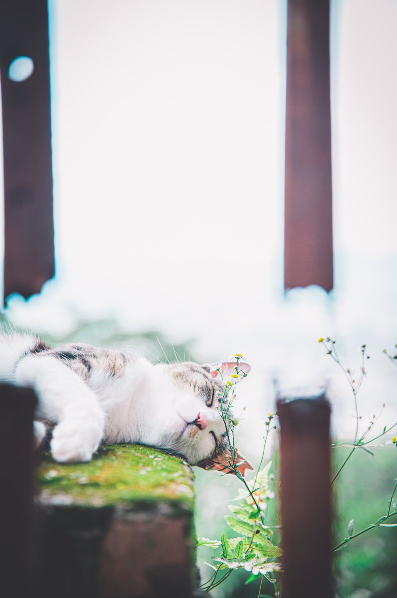 お昼寝する京都の猫が好きなんです