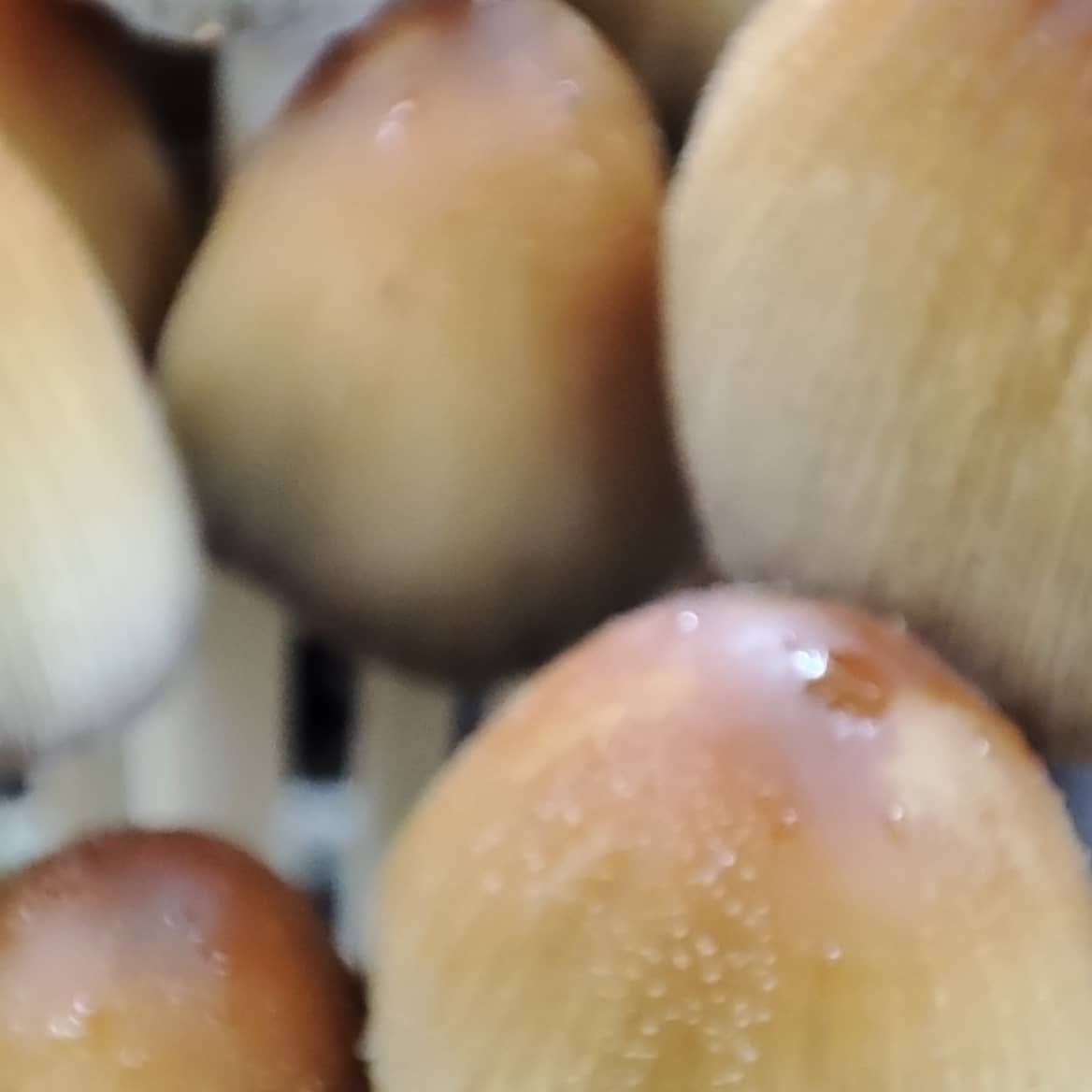 moa_bg's tweet photo. There's been a #mushrooms theme this week. At home, in the #tomatoes and the #potatoes, and also in the forest  at work :) https://t.co/djXoQYe4br