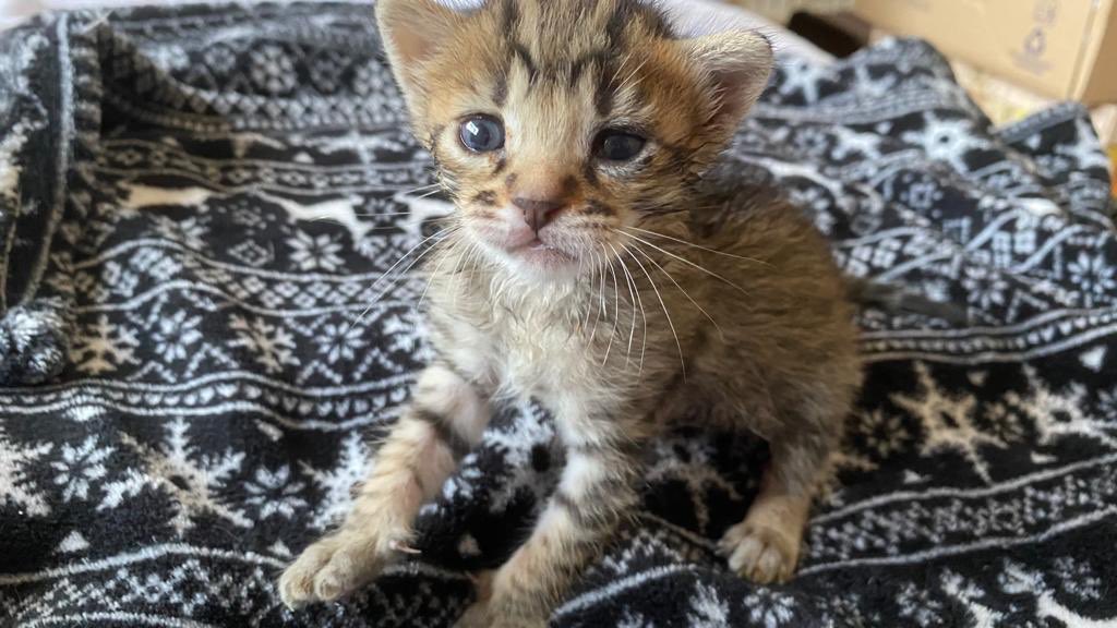 GhatoVerde's tweet photo. De los 5 bebés rescatados y acogidos por Yolanda, 
estas 3 hermosuras buscan 🏠 
Contacta y #AdoptaNoCompres 
Yolanda 638 21 35 02
#cats #CatsOfTwitter #Sevilla https://t.co/eUs30S3APE