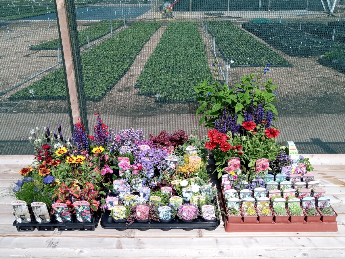 We have an amazing array of colours out on the Alpine &amp; Perennial beds at the moment. Great time of year to see our incredible ranges in their full glory!