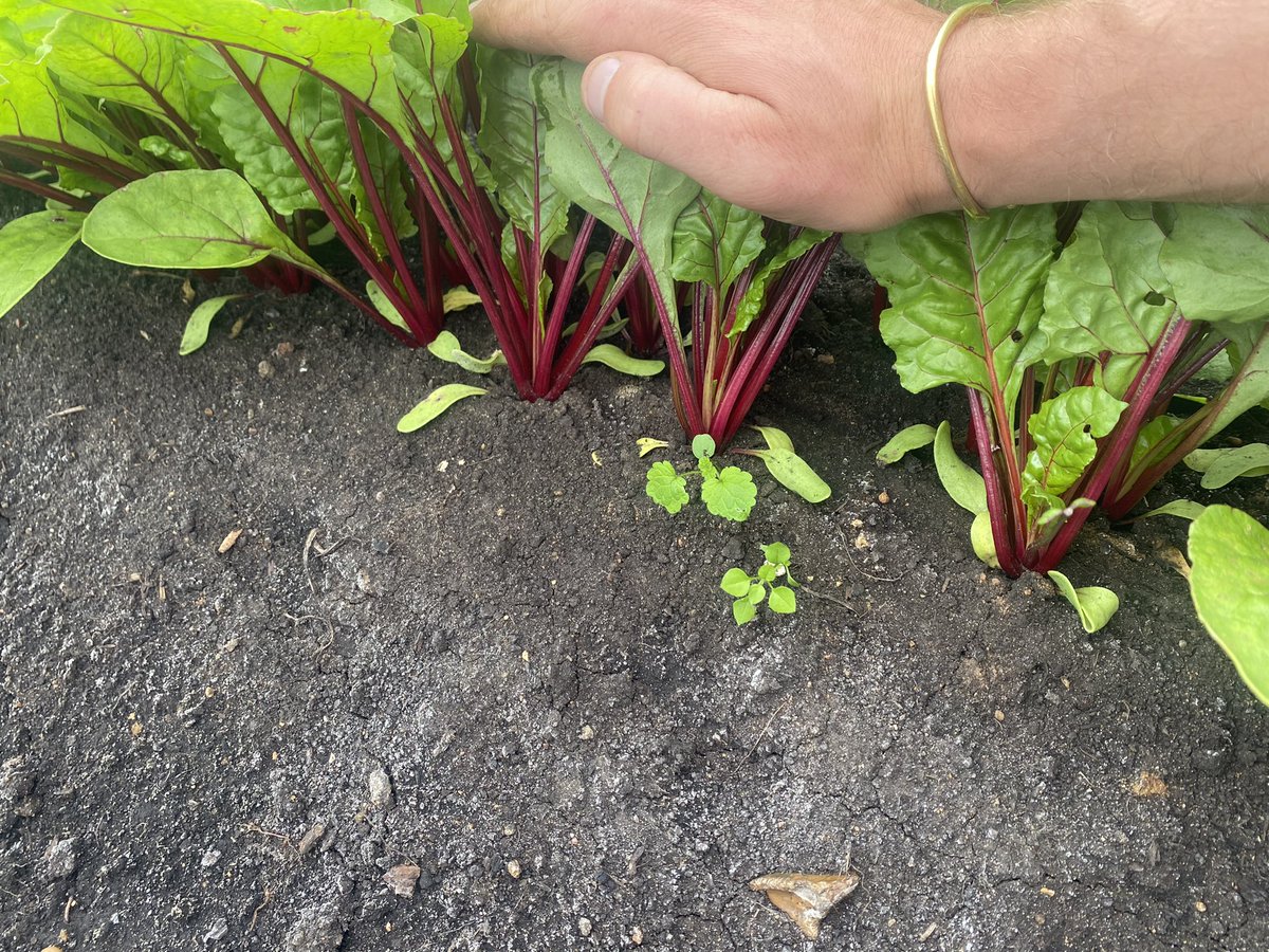 Stirling Fenton tweet media