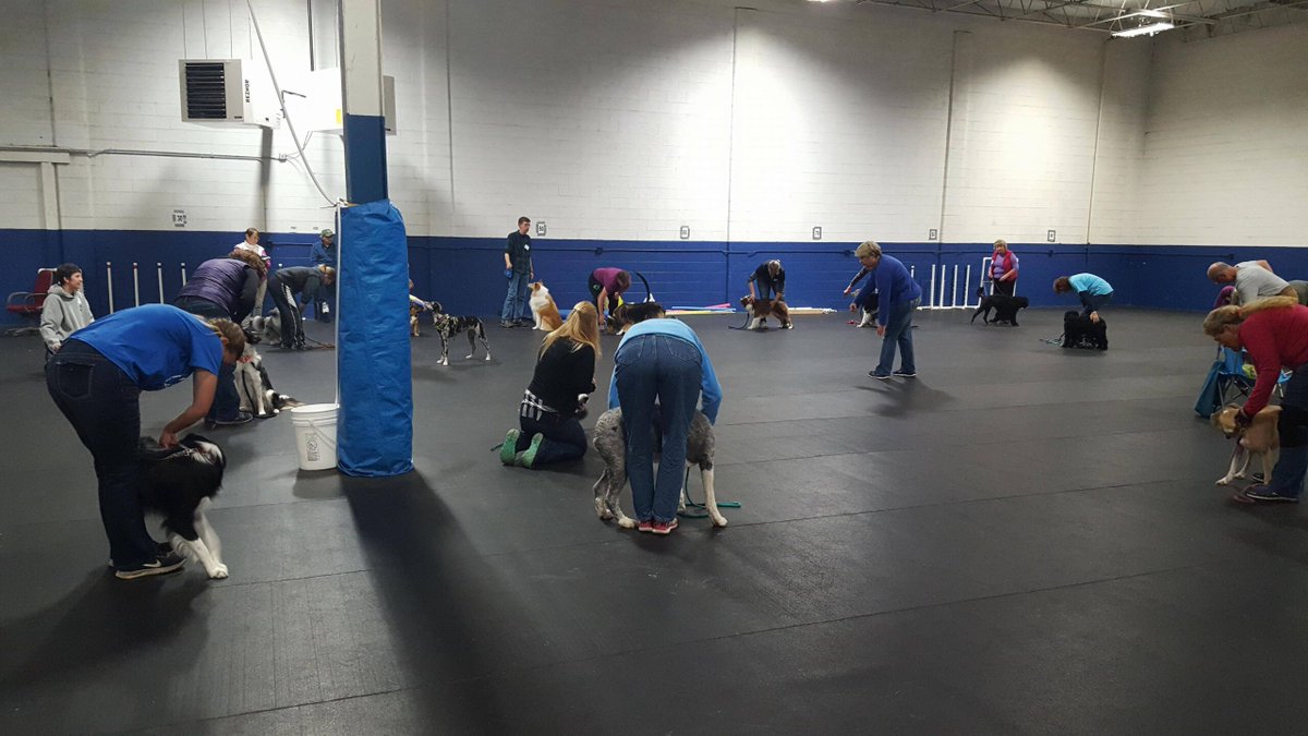 VespasMum's tweet photo. Coaching the Canine Athlete© seminars provide information on how the canine body works, and what you can do to improve performance and keep your dog healthy and injury-free. Find out more! https://t.co/Kpuab2iLLD https://t.co/nCMQQJbvbM