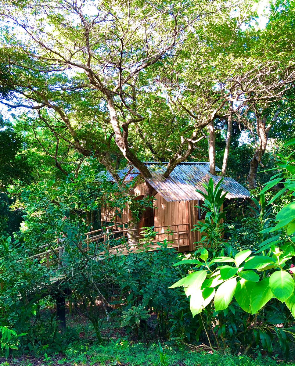 rolandsgardenGH's tweet photo. Estás Honduras y buscas un lugar tranquilo y diferente. Tenemos la única casa de árbol en Guanaja, rodeado de naturaleza y tranquilidad. https://t.co/LHbBb8wcMm