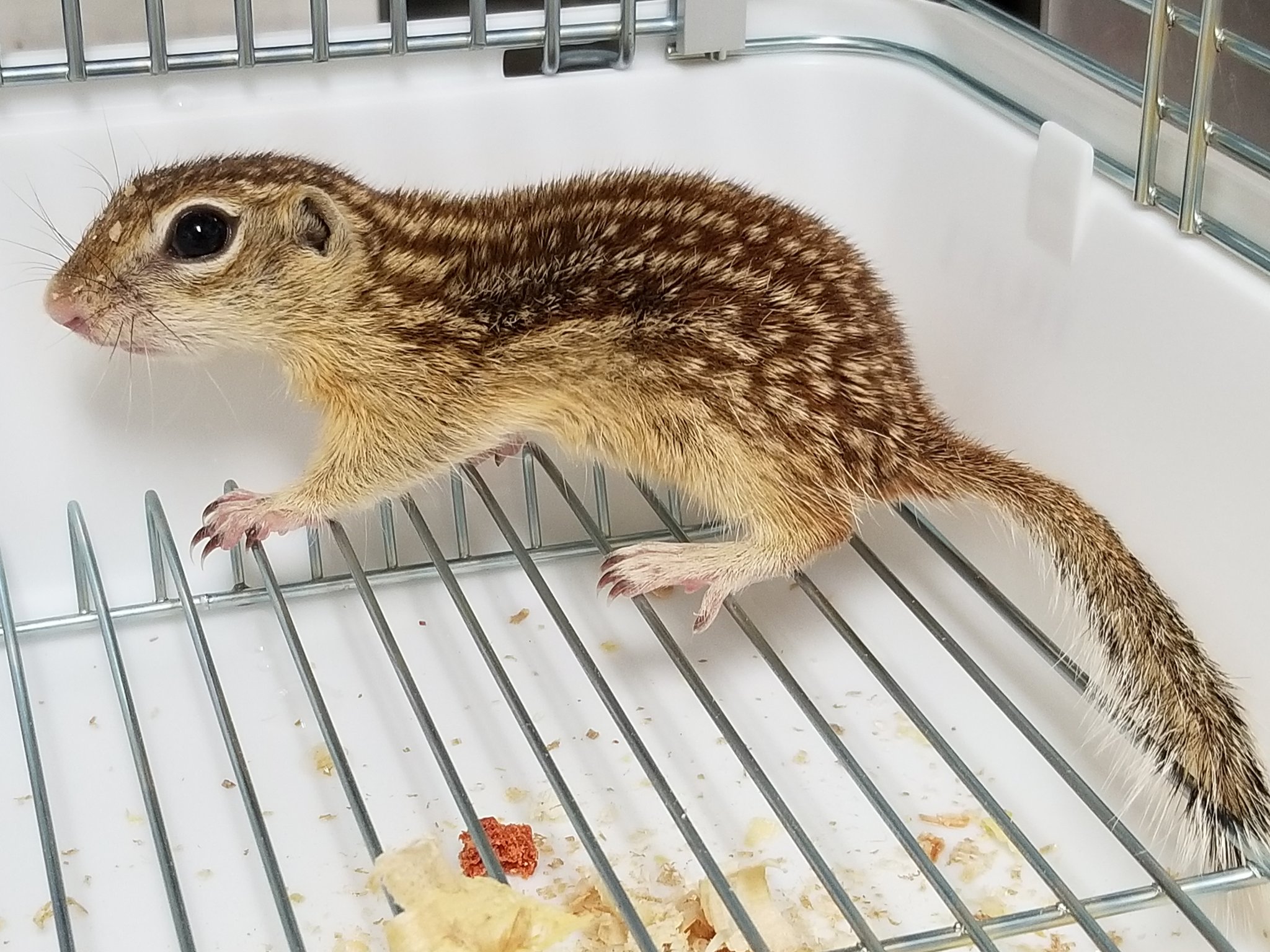 らぶぴーす Lavepiece ジュウサンセンジリス ペア 入荷しております お問い合わせください ジュウサンセンジリス T Co Fcukhtth5z Twitter