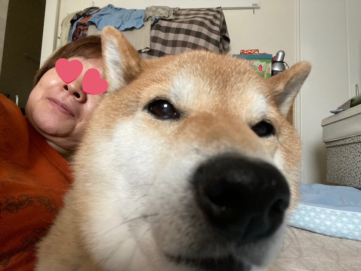 柴犬は可愛すぎてクセになります