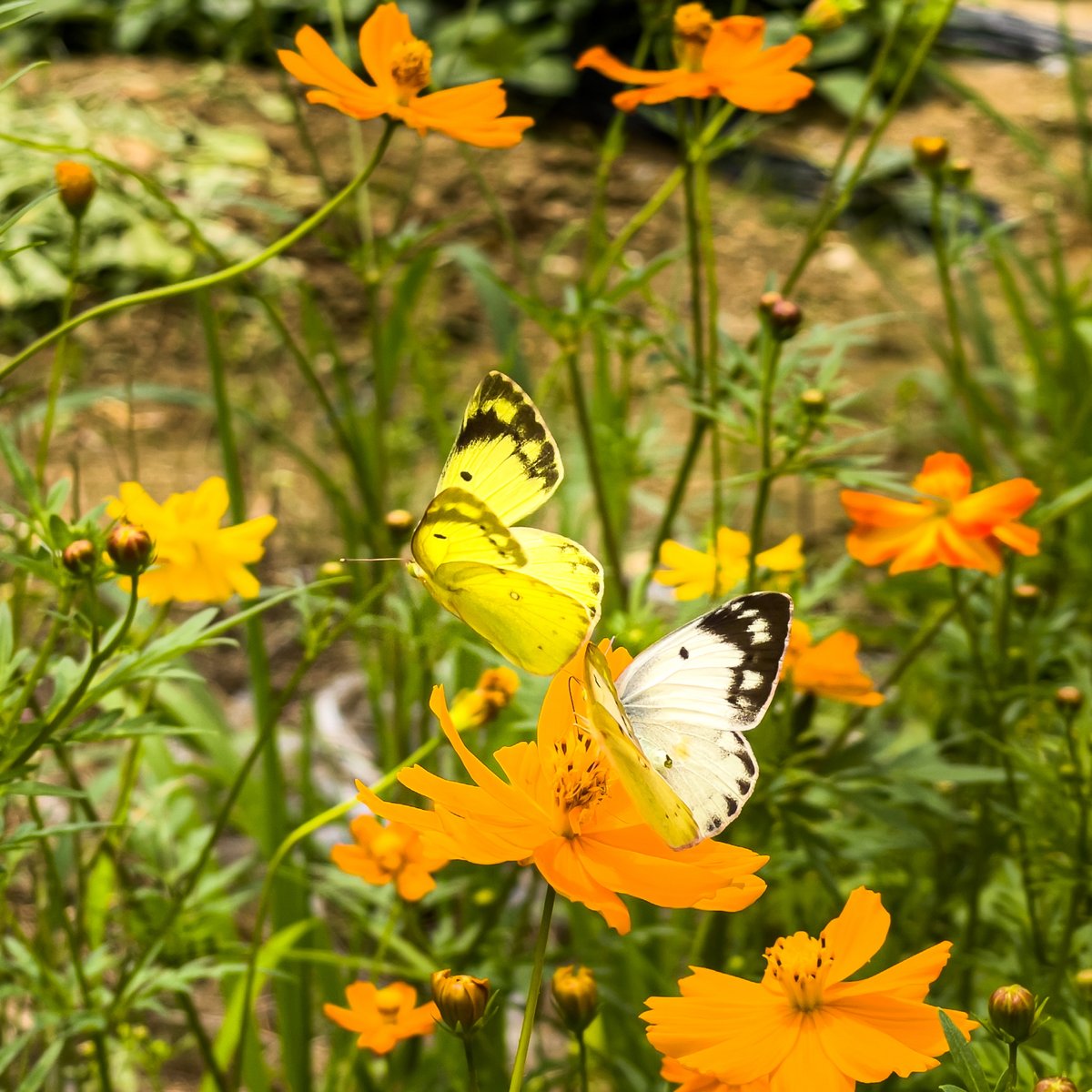 torirun's tweet photo. A Scene, 202107, Uiwang #scene #uiwang #iphone12promax #color #butterfly #의왕 #스마트폰사진 #색 #나비 https://t.co/L5sxQZAF93