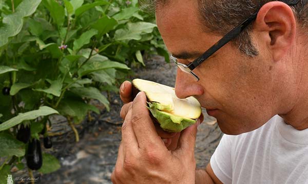 jaarcossanchez's tweet photo. 🆕Muchas y siempre negras, #berenjena Olimpia 
https://t.co/SBDa4GAatJ

📌Es la primera 🍆🍆 que introduce en #Almería la casa española #MeridiemSeeds

📌Conocemos in situ la variedad con un #agricultor especialista desde hace 25 años en el cultivo de esta especie 🧑‍🌾

#semillas🌱 https://t.co/9K4ZuS7UHa