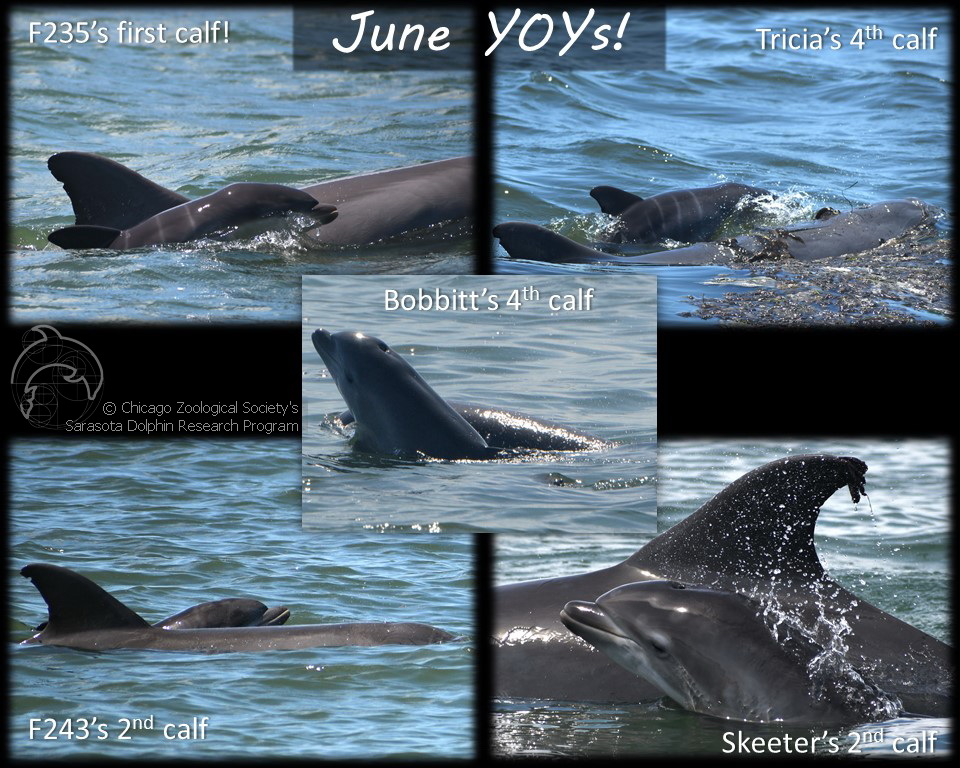 dolphinsarasota's tweet photo. And here are the June calves! #CZSSDRPyoy update #dolphinbabies https://t.co/J4euHB1NM1