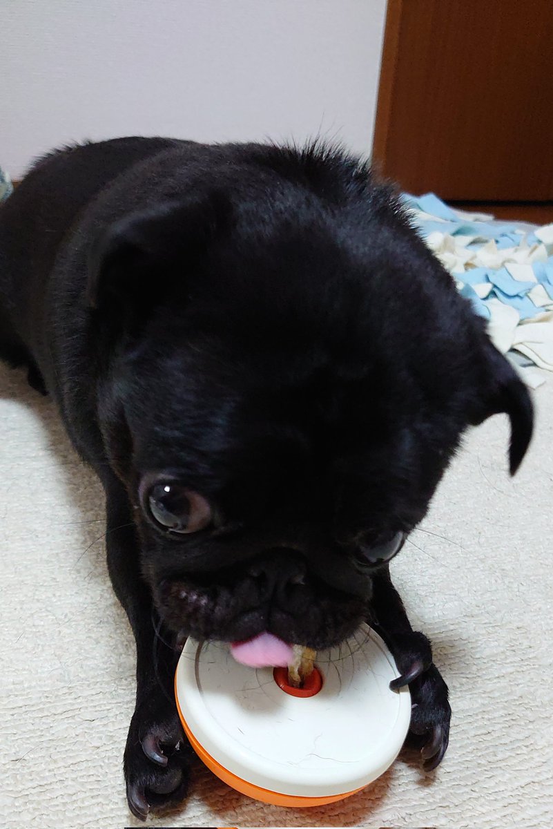 グッズレビュー おやつ丸のみ防止アソボーン 犬活日記