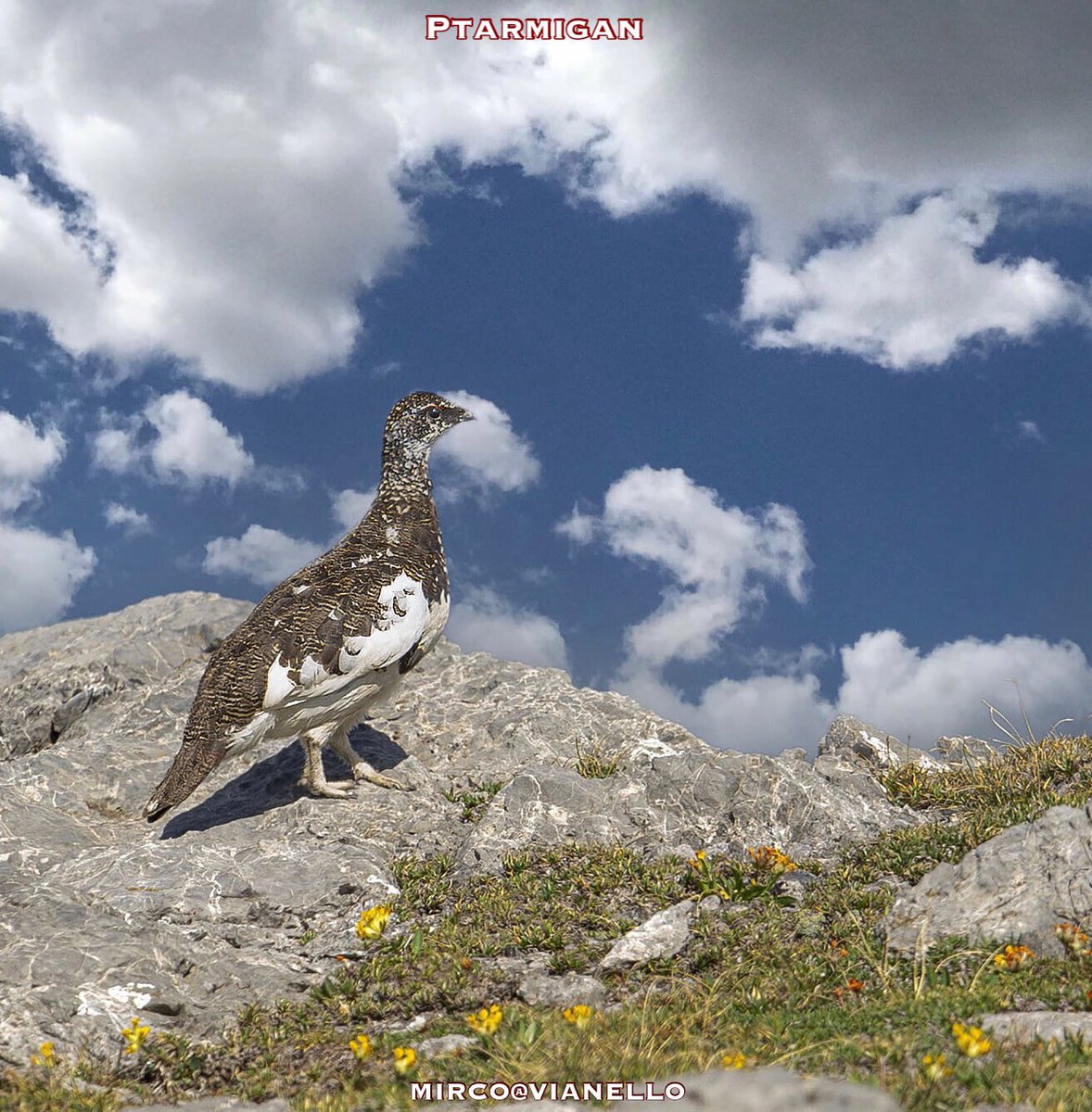 quanuaua's tweet photo. Pernice bianca
Monte La Rocca - Lago Nero 
Prima decade di Luglio 
Livrea estiva 
#faunalivigno #faunaselvatica #ptarmigan #alpinebirds #relittoglaciale #birdwatching #pernicebianca #natureshots #naturelovers
https://t.co/5ztzQiCEY1 https://t.co/6bdmXcTrHz