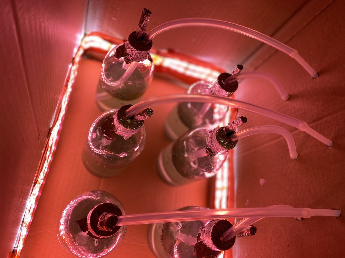 CeBER_UCT tweet media