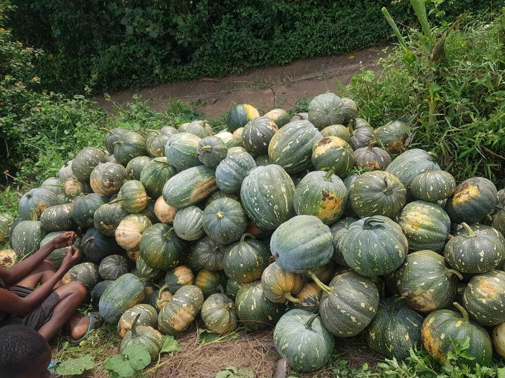 PirateMulwana's tweet photo. Hello guys, after 3 months of farming, my 1st pumpkins are ready. 

1. Biggest pumpkin (Bigger than a SafeBoda helmet) - 10k

2. Semi big:- 7k

3. Medium:- 5k

4. Semi medium:- 4k

5. Small:- Btwn 2k to 3k

Call: 0785880259 or 0703764463 to order.

Kindly Retweet My Hustle 🙏🏾😃 https://t.co/BUDKGbvLQs