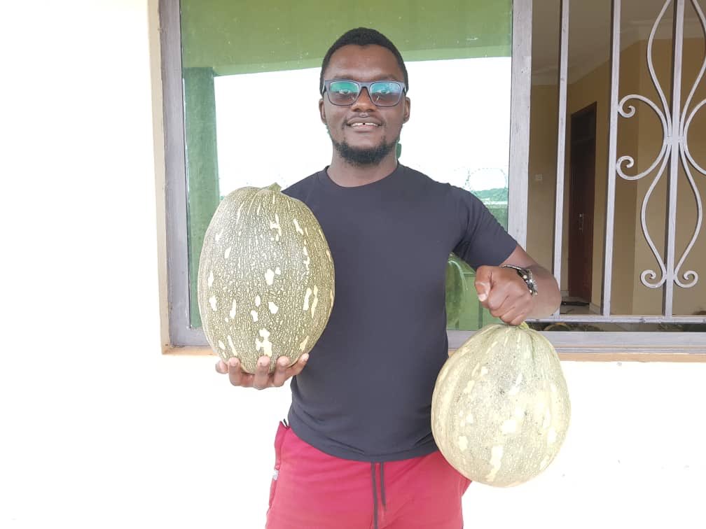 PirateMulwana's tweet photo. Hello guys, after 3 months of farming, my 1st pumpkins are ready. 

1. Biggest pumpkin (Bigger than a SafeBoda helmet) - 10k

2. Semi big:- 7k

3. Medium:- 5k

4. Semi medium:- 4k

5. Small:- Btwn 2k to 3k

Call: 0785880259 or 0703764463 to order.

Kindly Retweet My Hustle 🙏🏾😃 https://t.co/BUDKGbvLQs