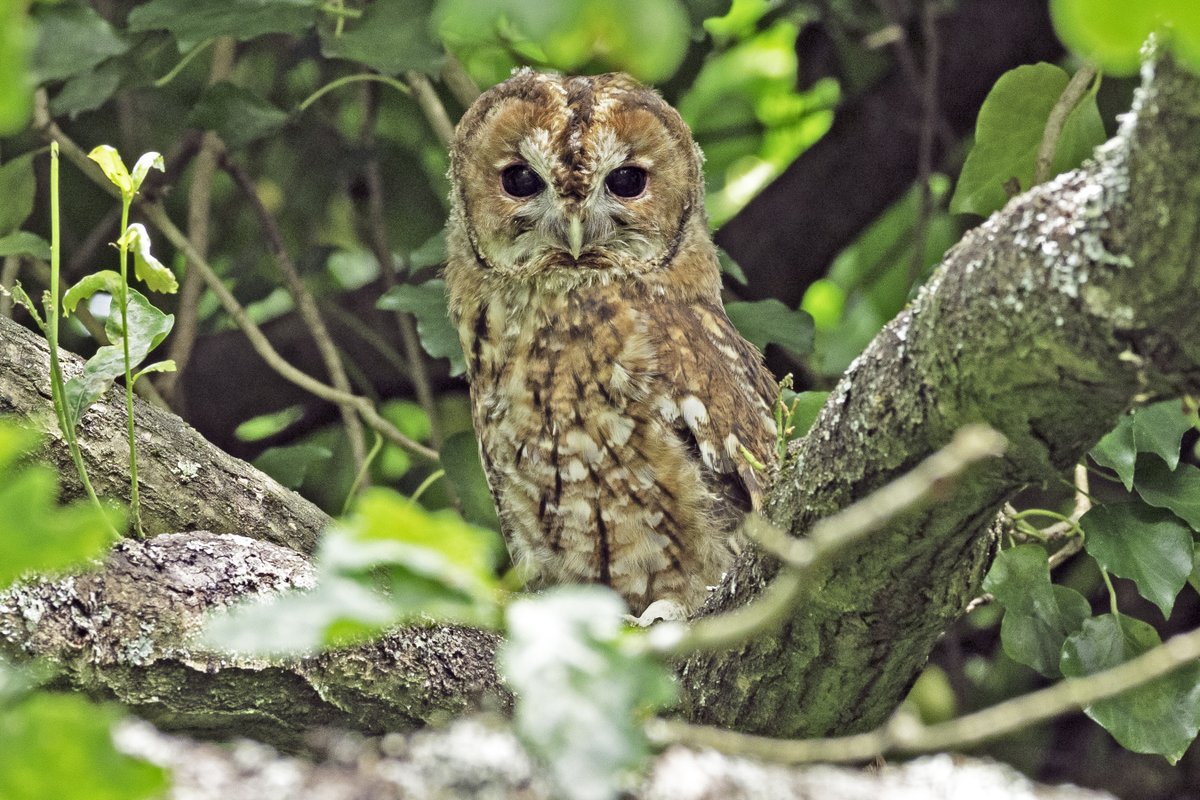 Always worth looking up in the trees on  #ChislehurstCommons... this morning this #tawnyowl was looking down at me!  <a href="/ChisCommons/">Chislehurst Commons</a> @ChislehurstSocy <a href="/VisitChis/">Visit Chislehurst</a>  @WildLondon <a href="/Natures_Voice/">RSPB</a>  #londonbirds
