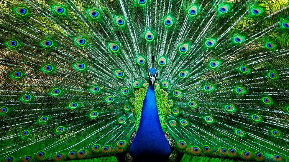 RT @thehill: Communal peacock shot and killed after hit taken out on Craigslist https://t.co/ff755JRaSn https://t.co/uoPDNb4nkb