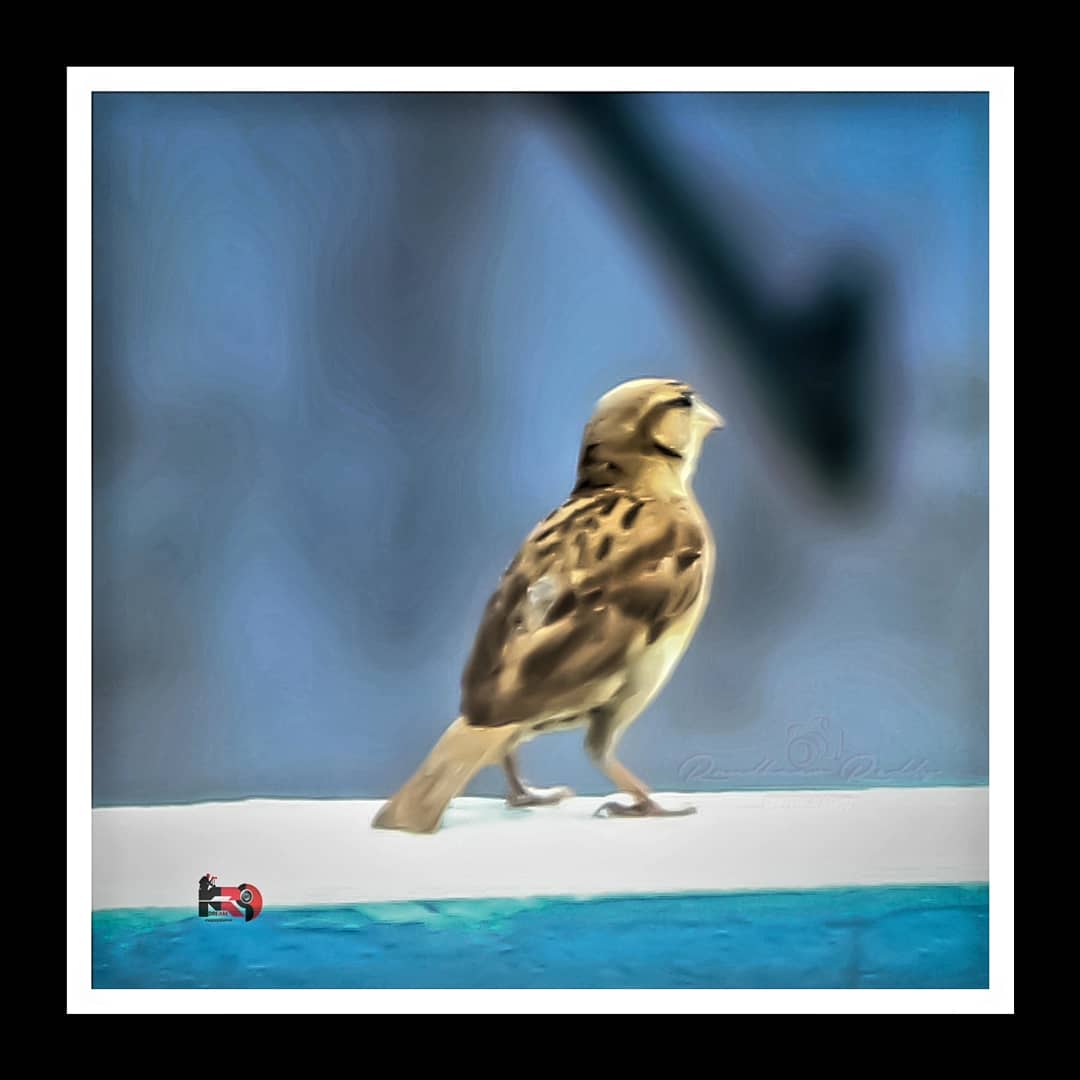 It's village Bird
#struikrietzanger #blythsreedwarbler #rarebird #texel #birdwatching #birdphotography #vogelfotografie #waarneming #natuur #vogelbeschermingnederland #natuurfotografie #vroegevogels