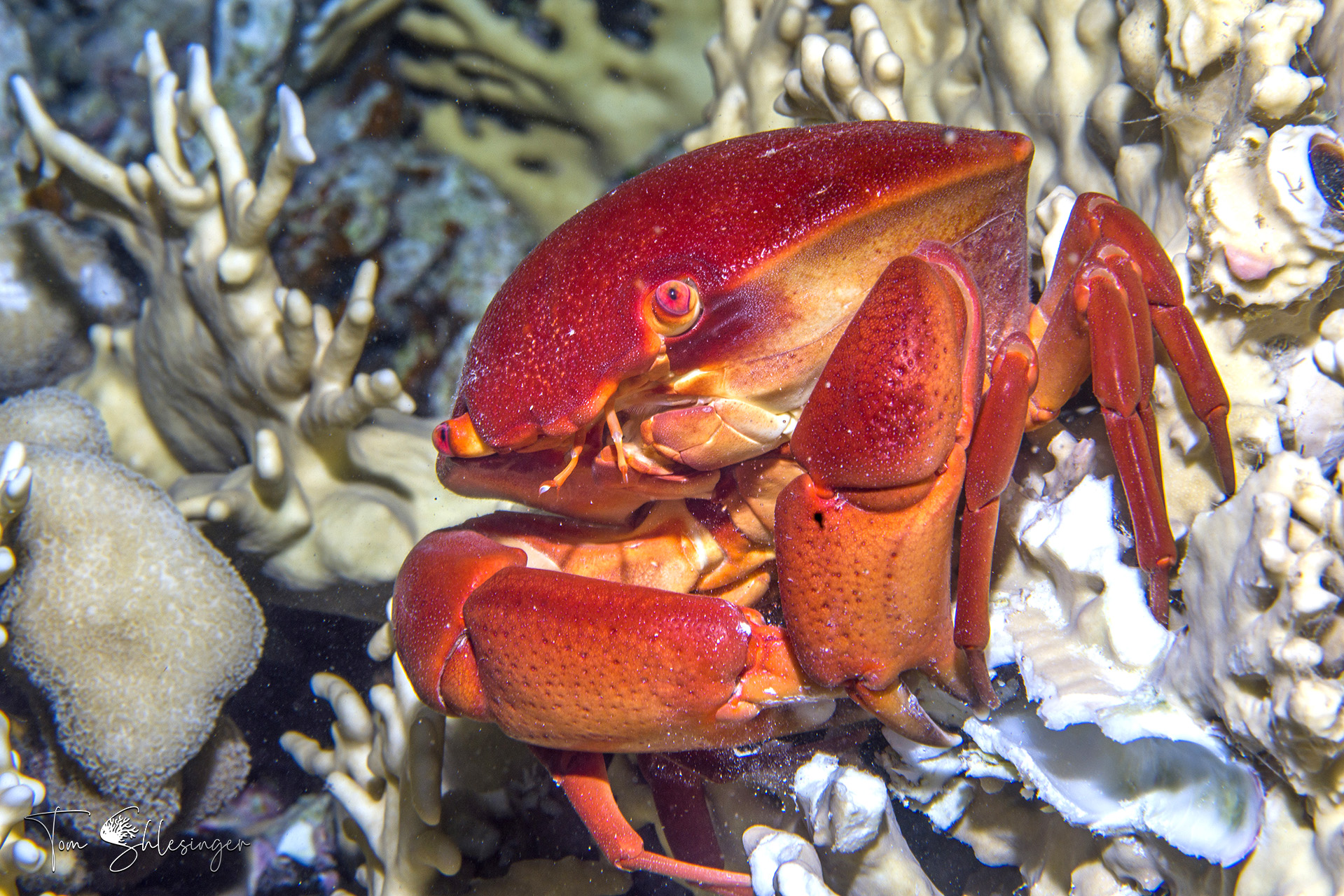 Coral Reef Crab