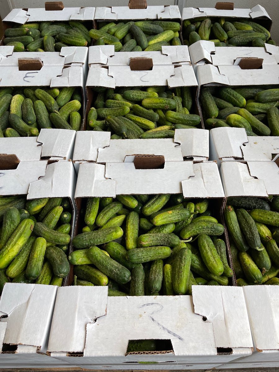 ONFoodTerminal's tweet photo. Ontario pickling season has begun. Fresh local cucumbers are readily available at your local green grocer!! #ontag #local #produce #pickling #fresh #OntarioFoodTerminal https://t.co/9ZFtFKlxFh