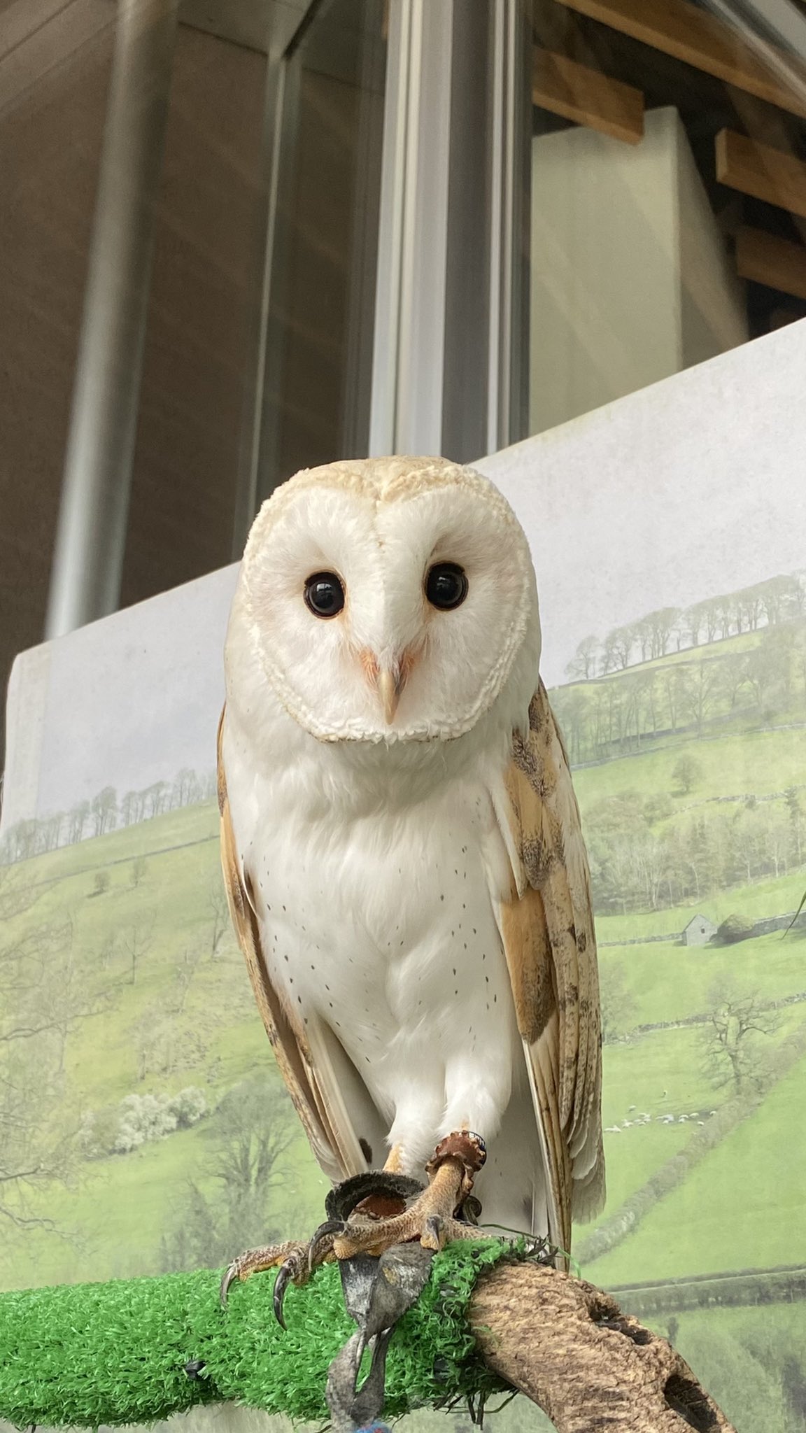 周南市徳山動物園 公式 担当者が言うには いつもよりキリッとしている とのことです 徳山動物園 メンフクロウ フクロウ アイ きりっ T Co Vsykpkomjx Twitter