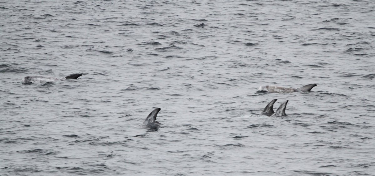 Niall Keogh tweet media