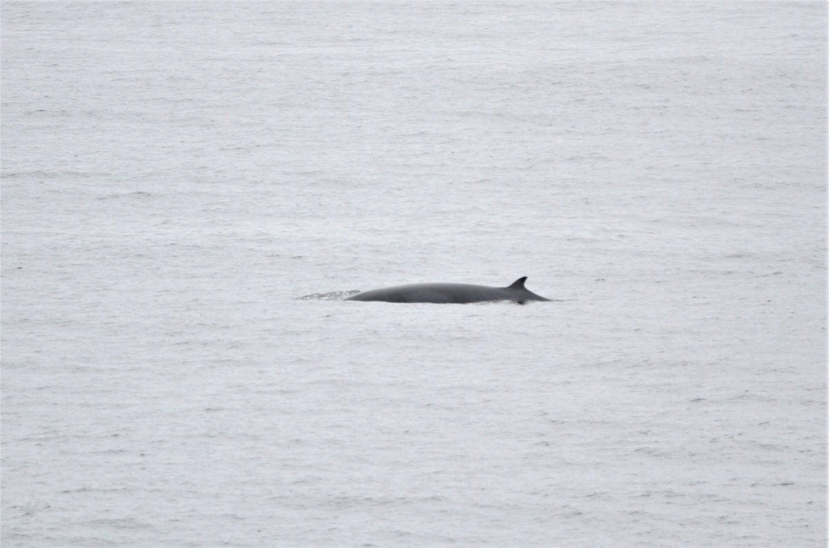 Niall Keogh tweet media