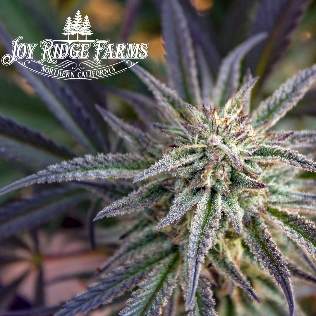 GeofloraOrganic's tweet photo. Wanna see some gorgeous, sticky buds? 😍 
Check out what our friends at @joyridgefarms have grown with Geoflora Nutrients! 
.
.
.
.
#Geoflora #GeofloraNutrients #GrowWithGeoFlora #GrowYourOwn #Growing #OrganicGrowing #Gardening #Farming #Organic https://t.co/Rnic7NKsWj