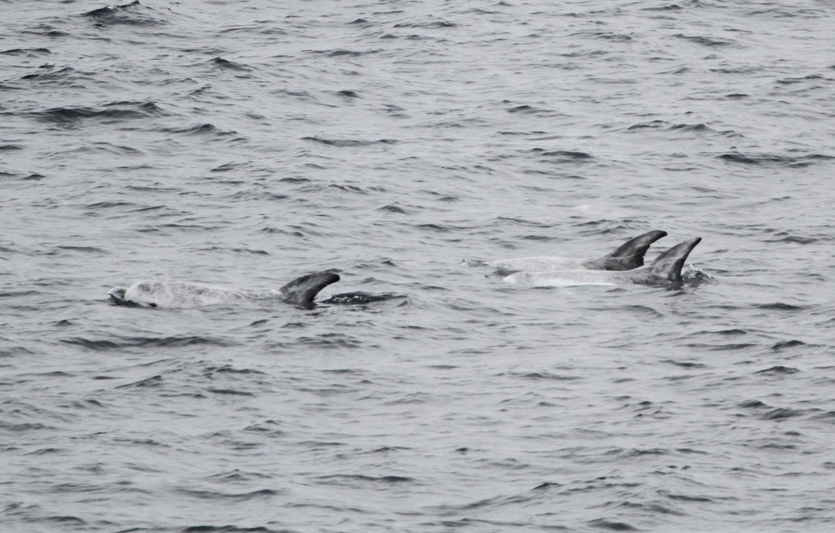 Niall Keogh tweet media