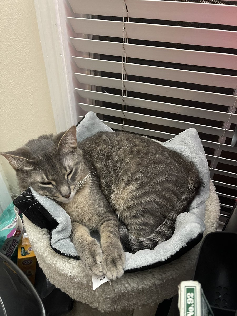 Saúl Ruiz tweet media