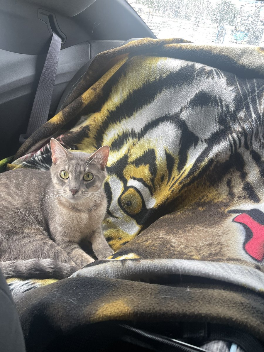 Saúl Ruiz tweet media