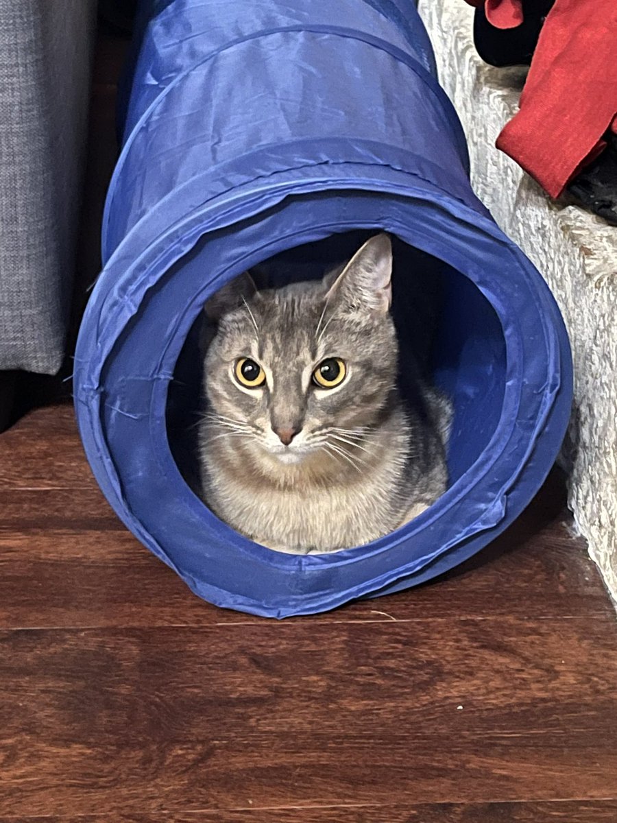 Saúl Ruiz tweet media