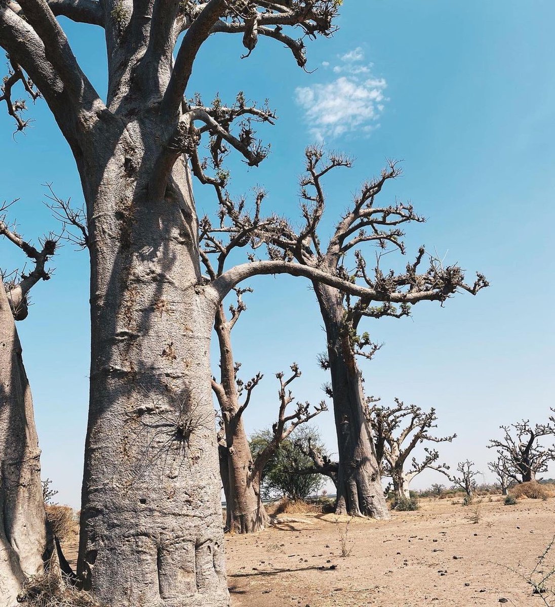 gewelstudio's tweet photo. 📌 L’idée de la pochette de Climat était entre autre de placer @Omar__Pene, un des baobabs de la Culture au Sénégal au milieu des siens. Parce qu’on oublie trop souvent de célébrer et valoriser nos richesses &amp; influences.

#GewelStudio #SenegalOnTheMap https://t.co/80avu6pWou