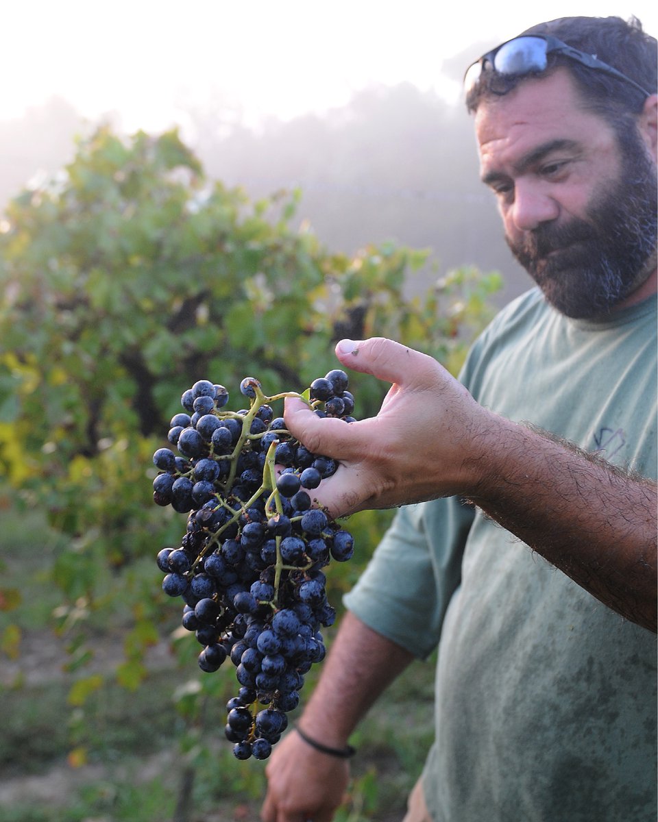 Happy birthday to the guy who keeps the vineyard looking it’s best @mickchessor 

#nashvillewine #centerville #tnwine #vineyardmanager #vineyard #mrwine #winecountry #wineofig #tnvineyard